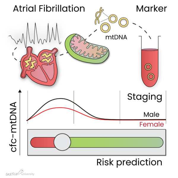 mtDNA levels are marker for atrial fibrillation