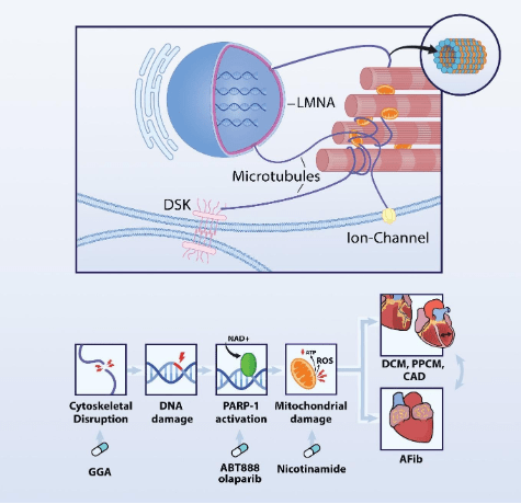 atrial fibrillation causes dna damage