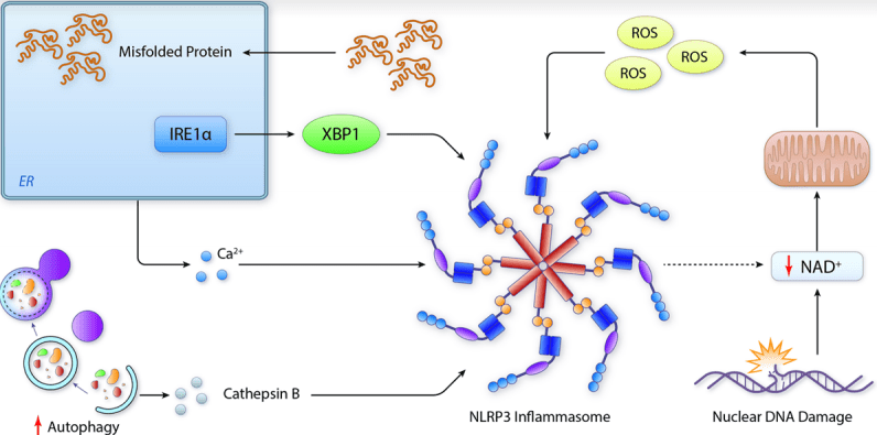 Inflammasomes and Proteostasis: Novel Molecular Mechanisms Associated With Atrial Fibrillation