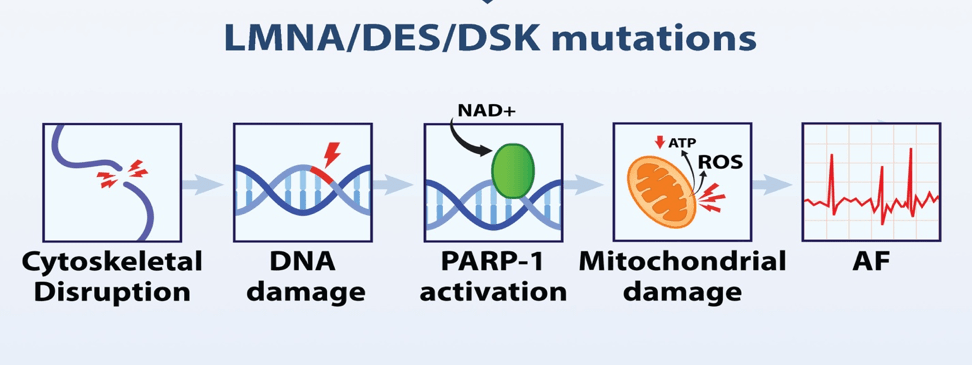 Unraveling of genetic causes of atrial fibrillation: from mechanism to treatment