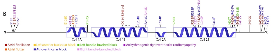 desmin gene variants and atrial fibrillation