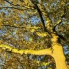 Profile picture of Annet
